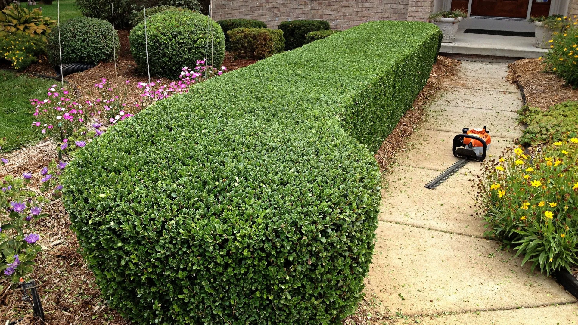 View of a home with palm trees and a patio with a pool in Ypsilanti, MI.