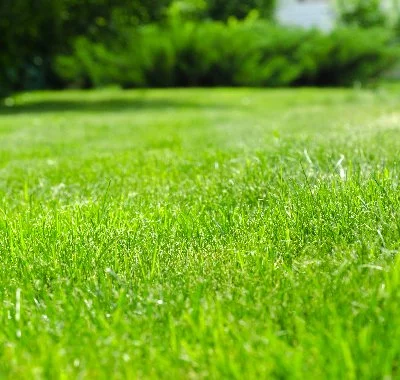 A nursery with different colored plants in Ann Arbor, MI.
